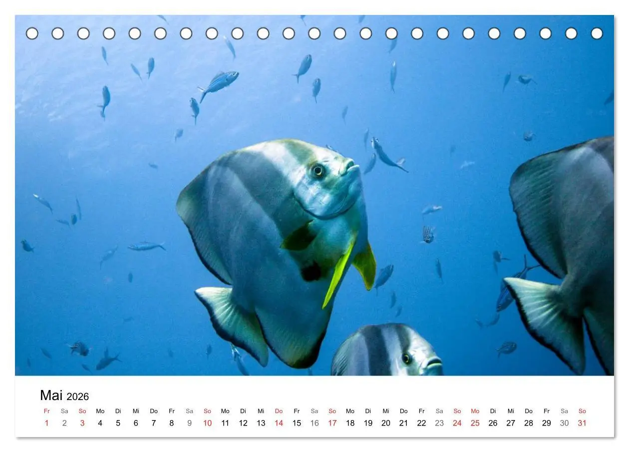 Bild: 9783516064964 | Highlights aus dem Meer - Tauchkalender (Tischkalender 2026 DIN A5...