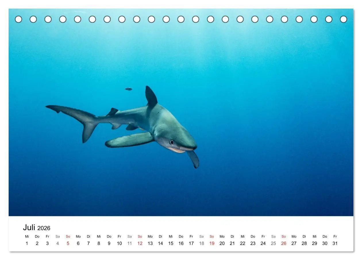 Bild: 9783516064964 | Highlights aus dem Meer - Tauchkalender (Tischkalender 2026 DIN A5...