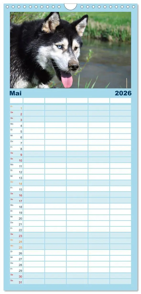 Bild: 9783516514964 | Familienplaner 2026 - Husky-Kalender mit 5 Spalten (Wandkalender,...