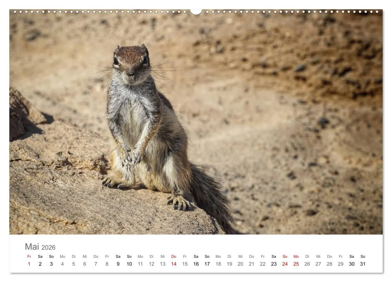 Bild: 9783457785164 | Fuerteventura - die Wüsteninsel der Kanaren (Wandkalender 2026 DIN...