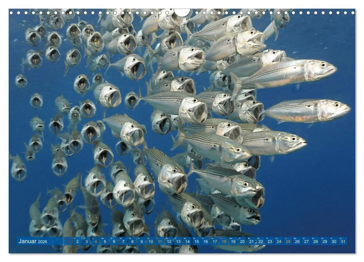 Bild: 9783457465264 | Planet Wasser: Von wegen Planet Erde (Wandkalender 2026 DIN A3...