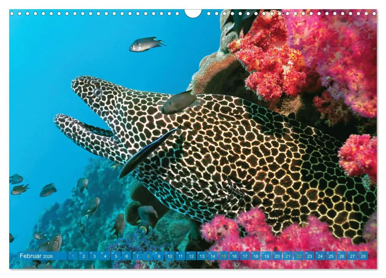 Bild: 9783457465264 | Planet Wasser: Von wegen Planet Erde (Wandkalender 2026 DIN A3...