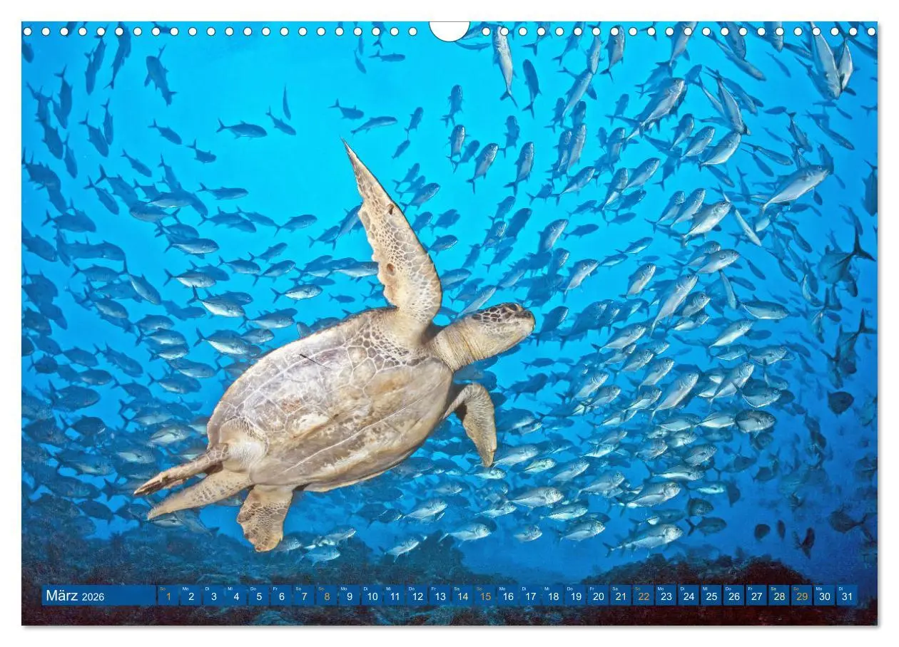 Bild: 9783457465264 | Planet Wasser: Von wegen Planet Erde (Wandkalender 2026 DIN A3...