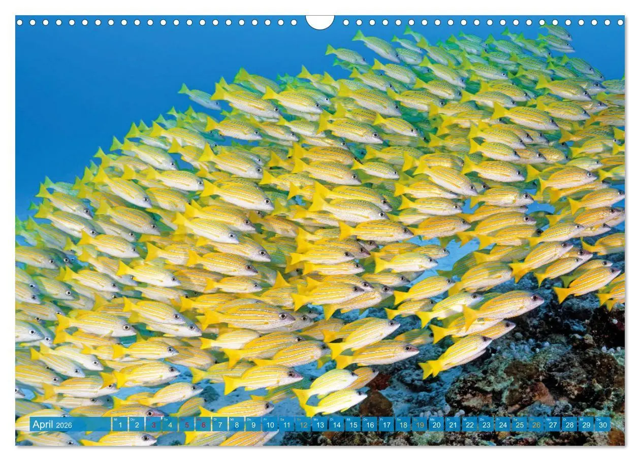 Bild: 9783457465264 | Planet Wasser: Von wegen Planet Erde (Wandkalender 2026 DIN A3...