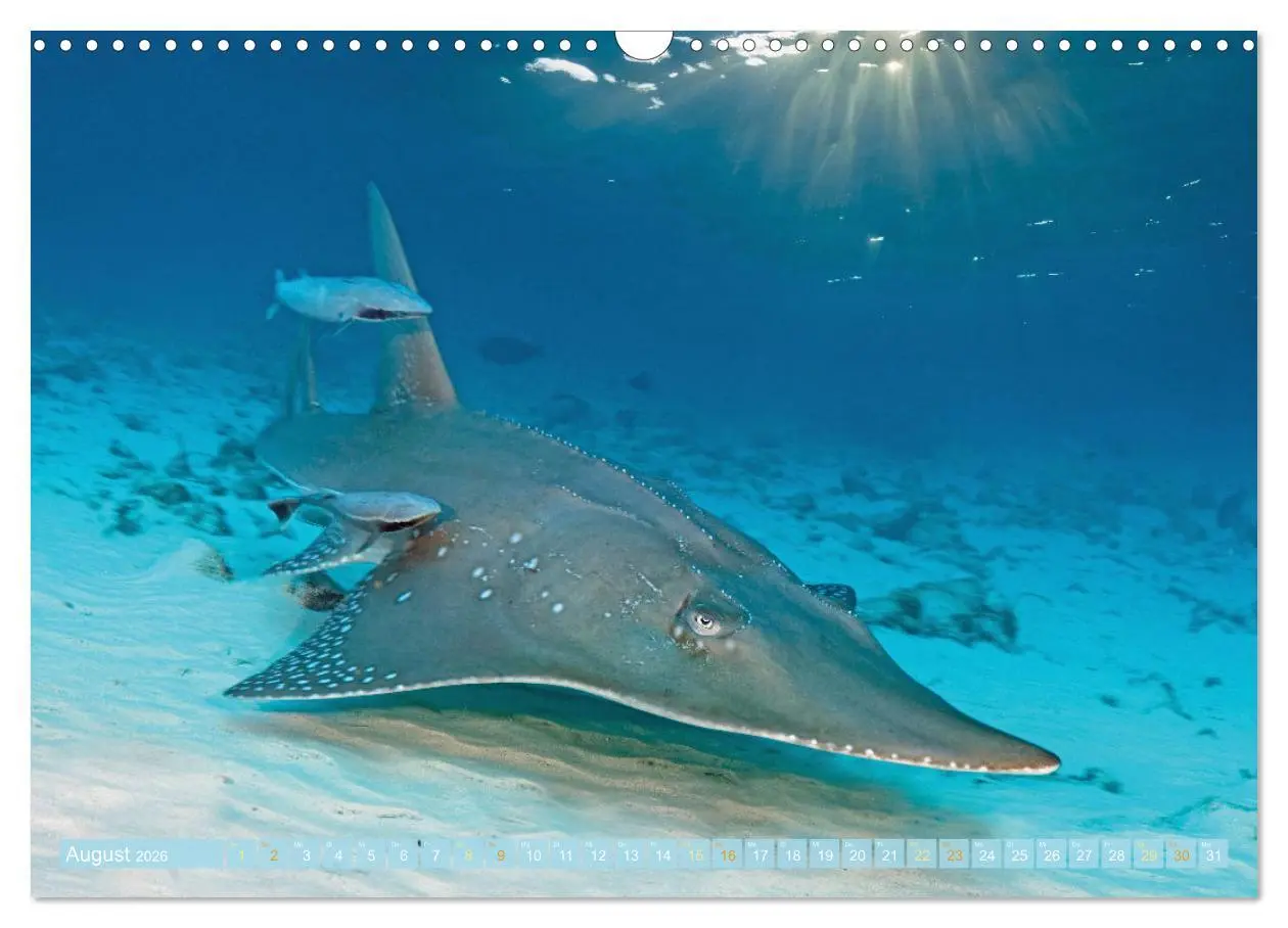 Bild: 9783457465264 | Planet Wasser: Von wegen Planet Erde (Wandkalender 2026 DIN A3...