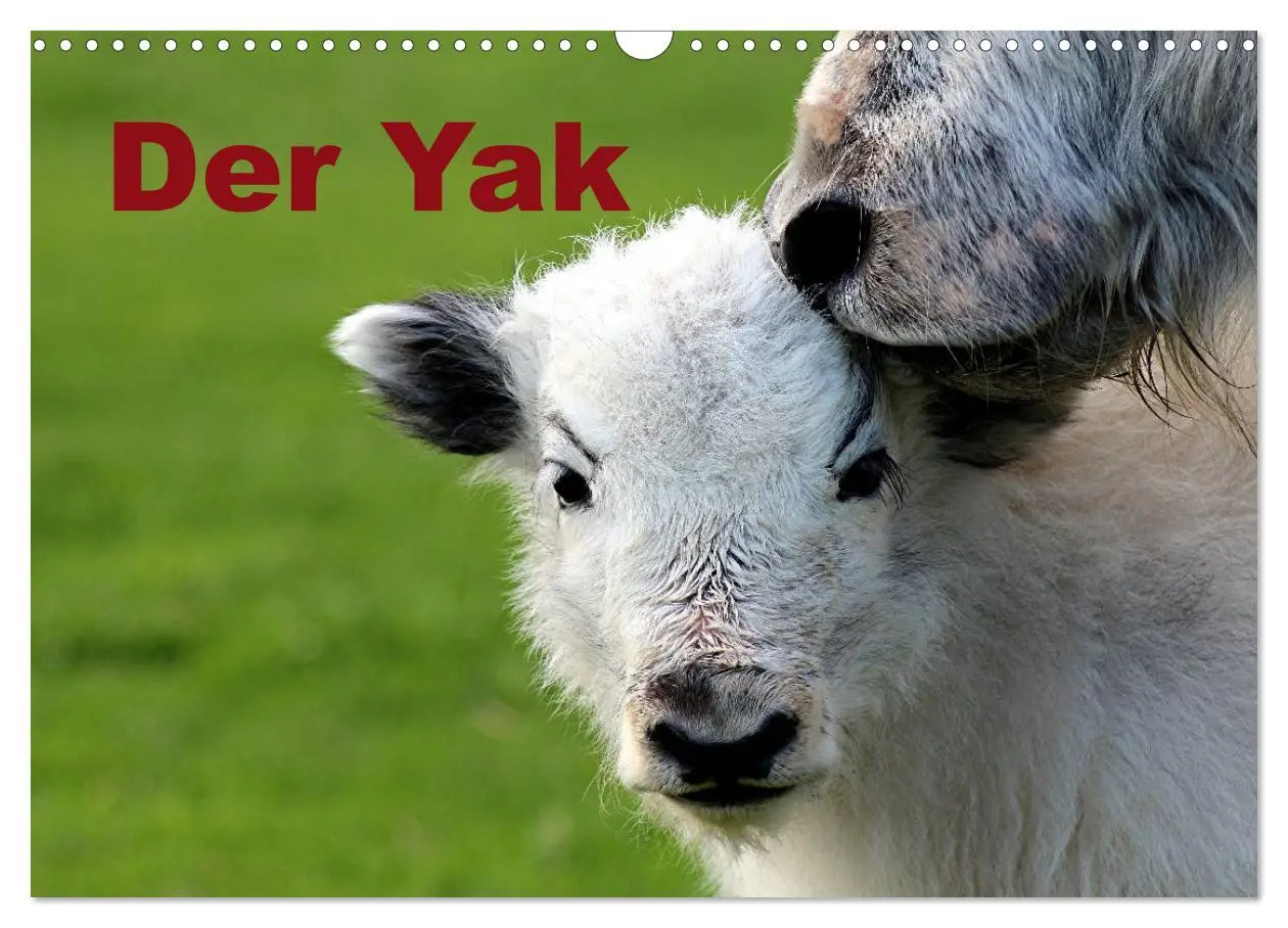 Cover: 9783516095364 | Der Yak (Wandkalender 2026 DIN A3 quer), CALVENDO Monatskalender