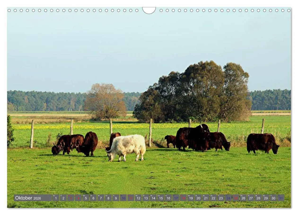 Bild: 9783516095364 | Der Yak (Wandkalender 2026 DIN A3 quer), CALVENDO Monatskalender