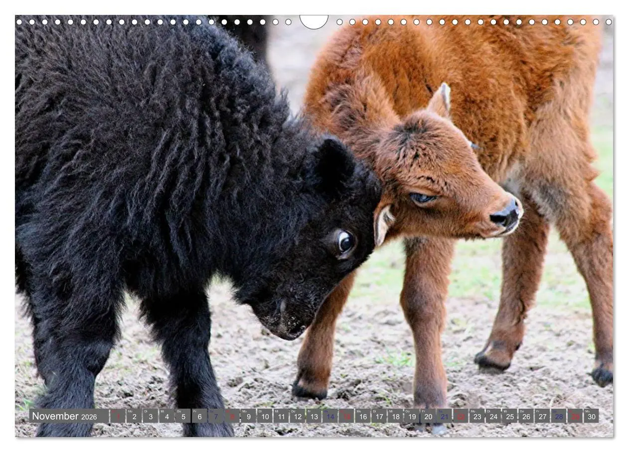 Bild: 9783516095364 | Der Yak (Wandkalender 2026 DIN A3 quer), CALVENDO Monatskalender
