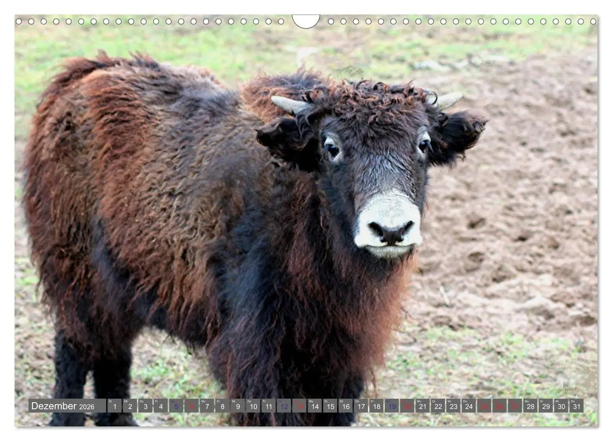 Bild: 9783516095364 | Der Yak (Wandkalender 2026 DIN A3 quer), CALVENDO Monatskalender