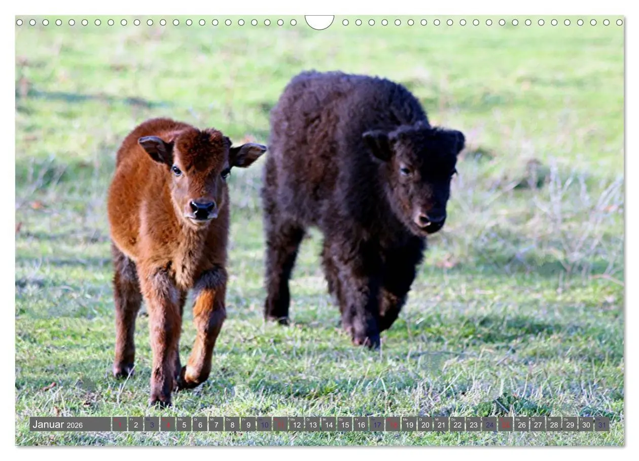 Bild: 9783516095364 | Der Yak (Wandkalender 2026 DIN A3 quer), CALVENDO Monatskalender