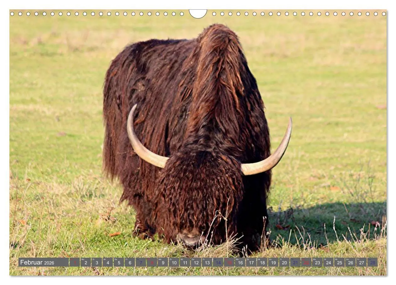 Bild: 9783516095364 | Der Yak (Wandkalender 2026 DIN A3 quer), CALVENDO Monatskalender