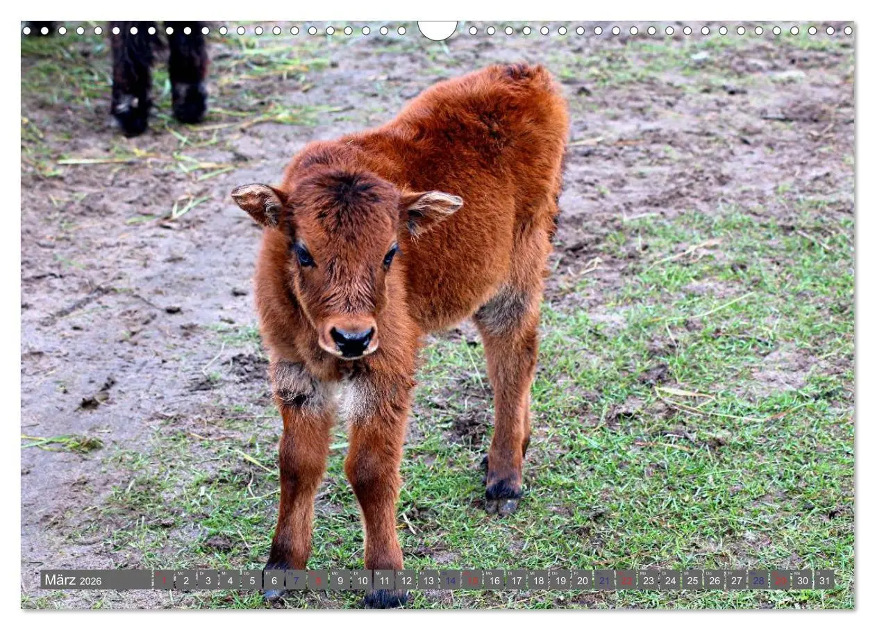 Bild: 9783516095364 | Der Yak (Wandkalender 2026 DIN A3 quer), CALVENDO Monatskalender
