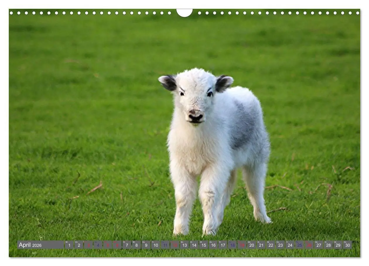 Bild: 9783516095364 | Der Yak (Wandkalender 2026 DIN A3 quer), CALVENDO Monatskalender