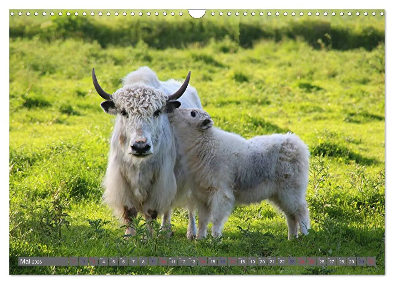 Bild: 9783516095364 | Der Yak (Wandkalender 2026 DIN A3 quer), CALVENDO Monatskalender