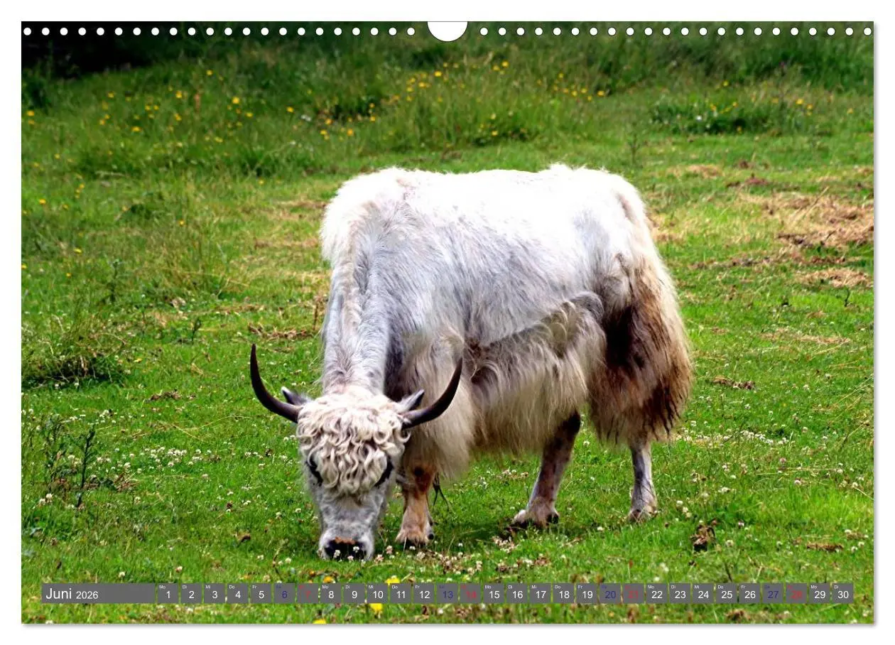 Bild: 9783516095364 | Der Yak (Wandkalender 2026 DIN A3 quer), CALVENDO Monatskalender