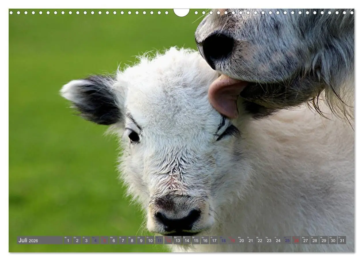 Bild: 9783516095364 | Der Yak (Wandkalender 2026 DIN A3 quer), CALVENDO Monatskalender