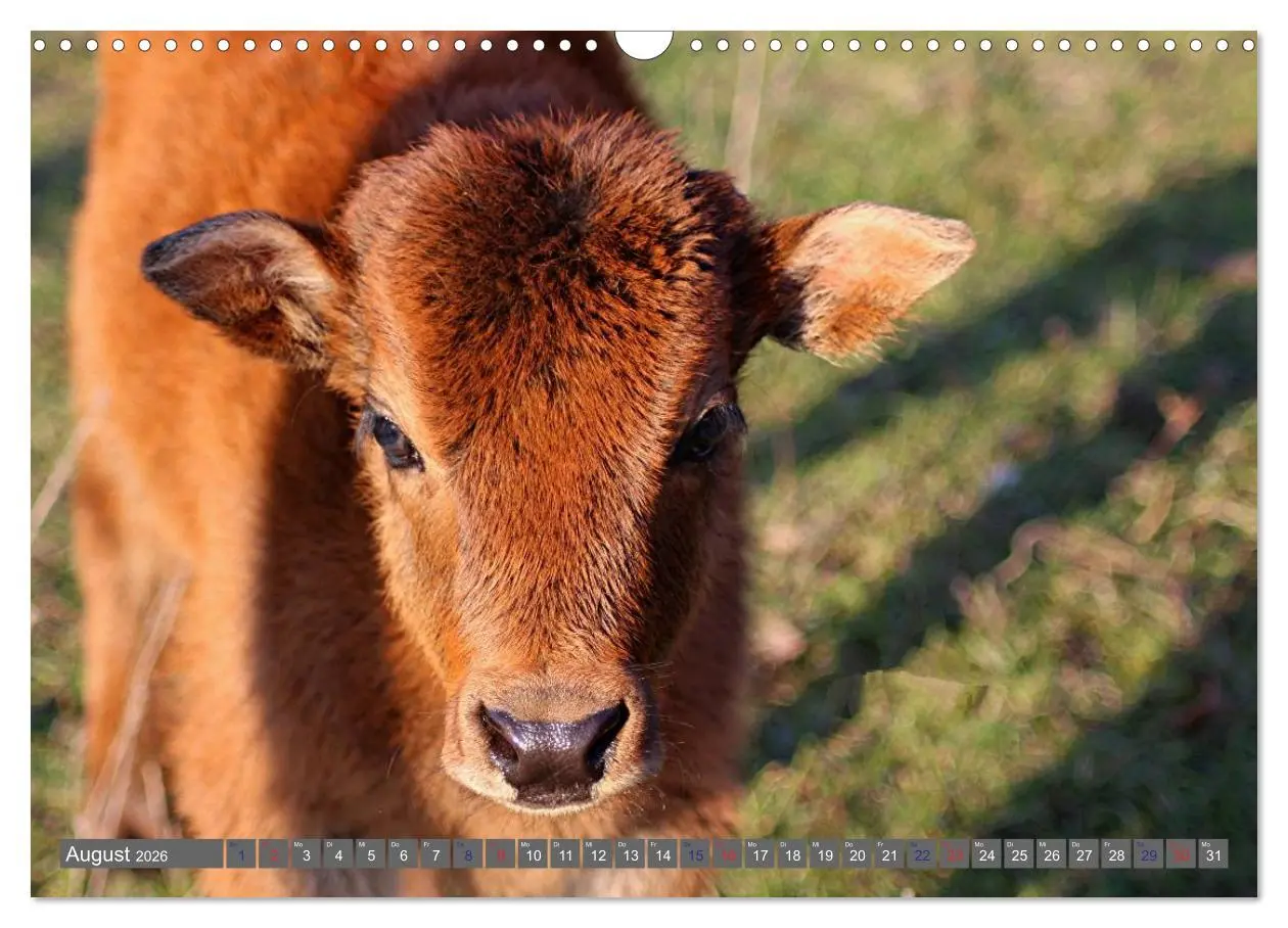 Bild: 9783516095364 | Der Yak (Wandkalender 2026 DIN A3 quer), CALVENDO Monatskalender