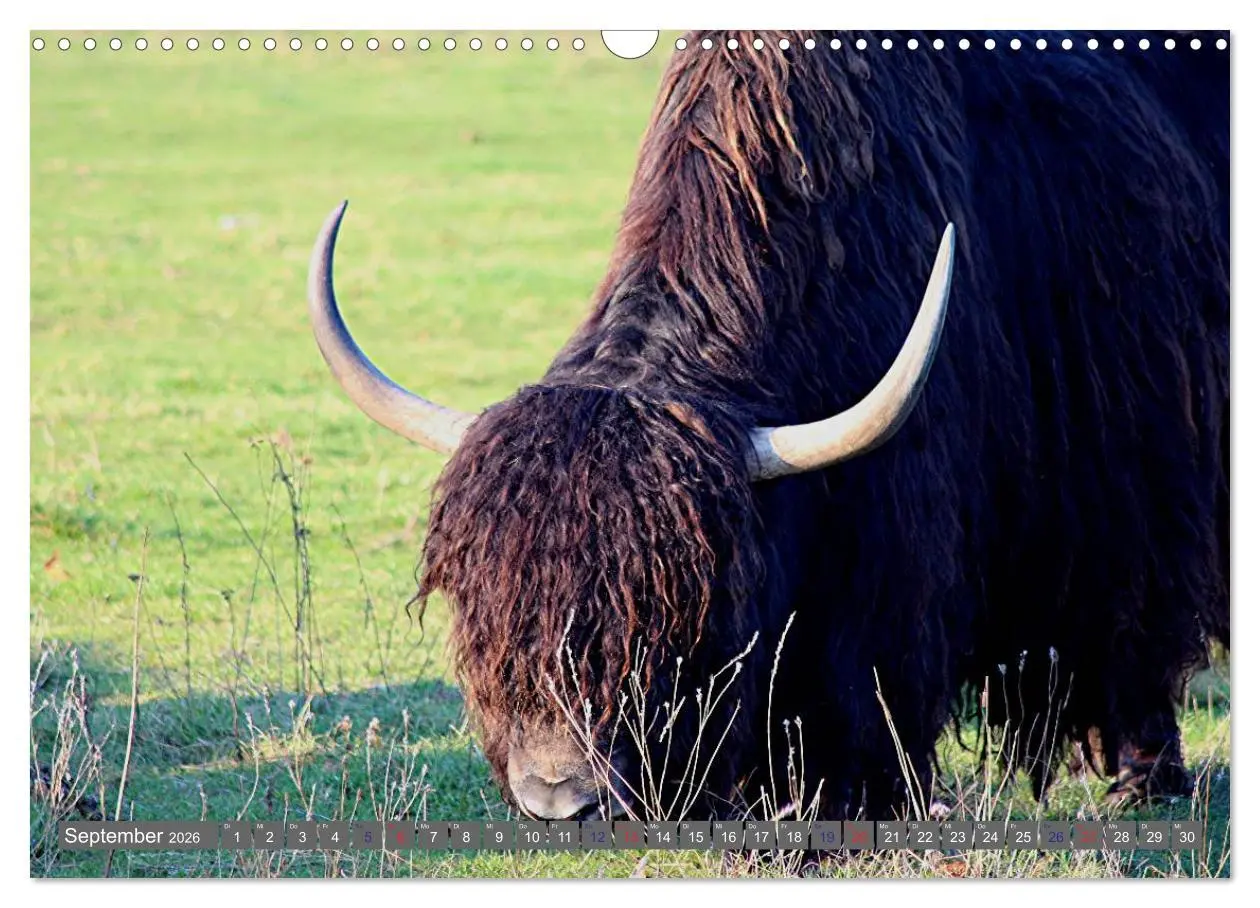 Bild: 9783516095364 | Der Yak (Wandkalender 2026 DIN A3 quer), CALVENDO Monatskalender