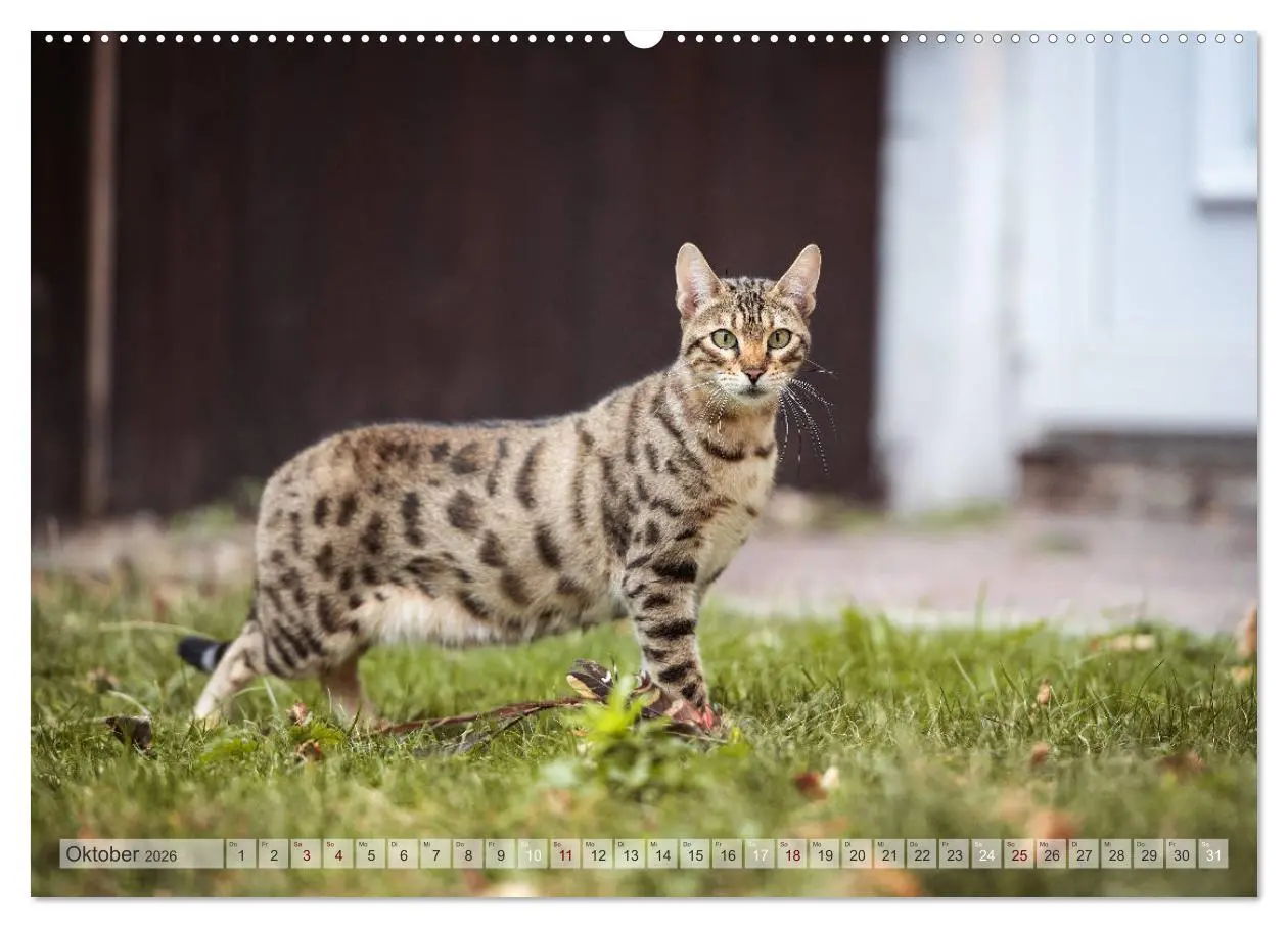 Bild: 9783457675564 | Wildes Wohnzimmer - Die Bengalkatze (hochwertiger Premium...