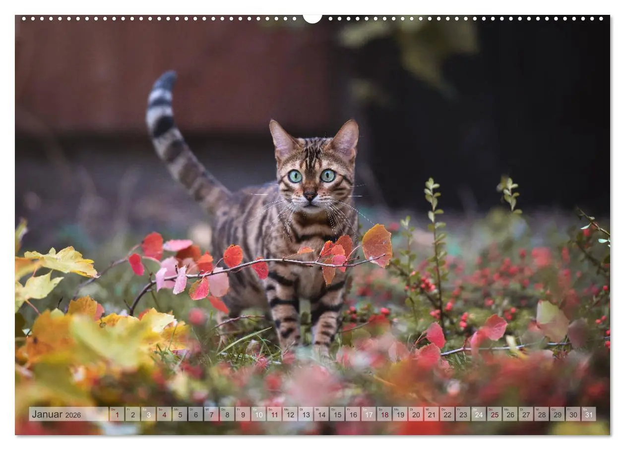 Bild: 9783457675564 | Wildes Wohnzimmer - Die Bengalkatze (hochwertiger Premium...
