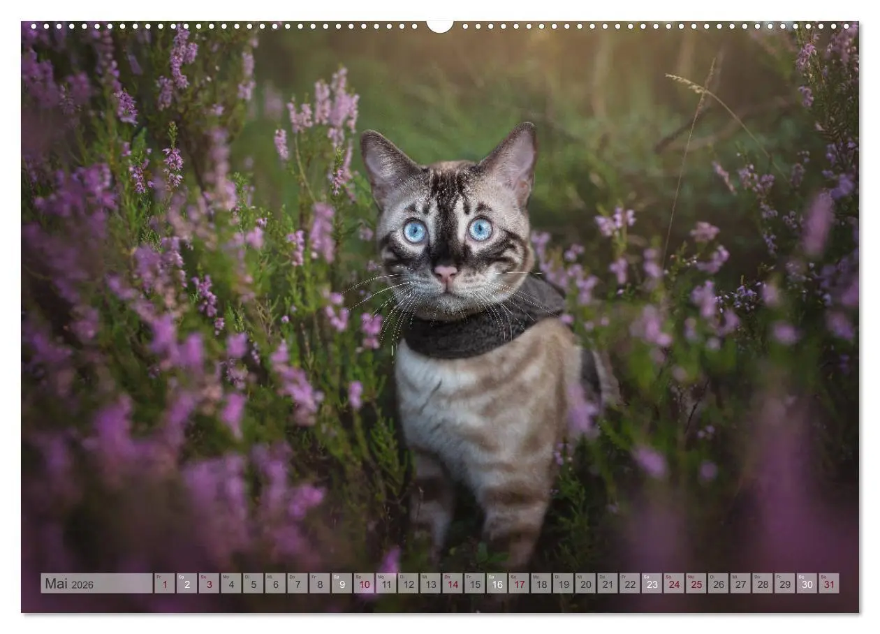 Bild: 9783457675564 | Wildes Wohnzimmer - Die Bengalkatze (hochwertiger Premium...