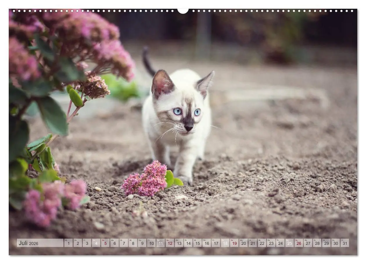 Bild: 9783457675564 | Wildes Wohnzimmer - Die Bengalkatze (hochwertiger Premium...