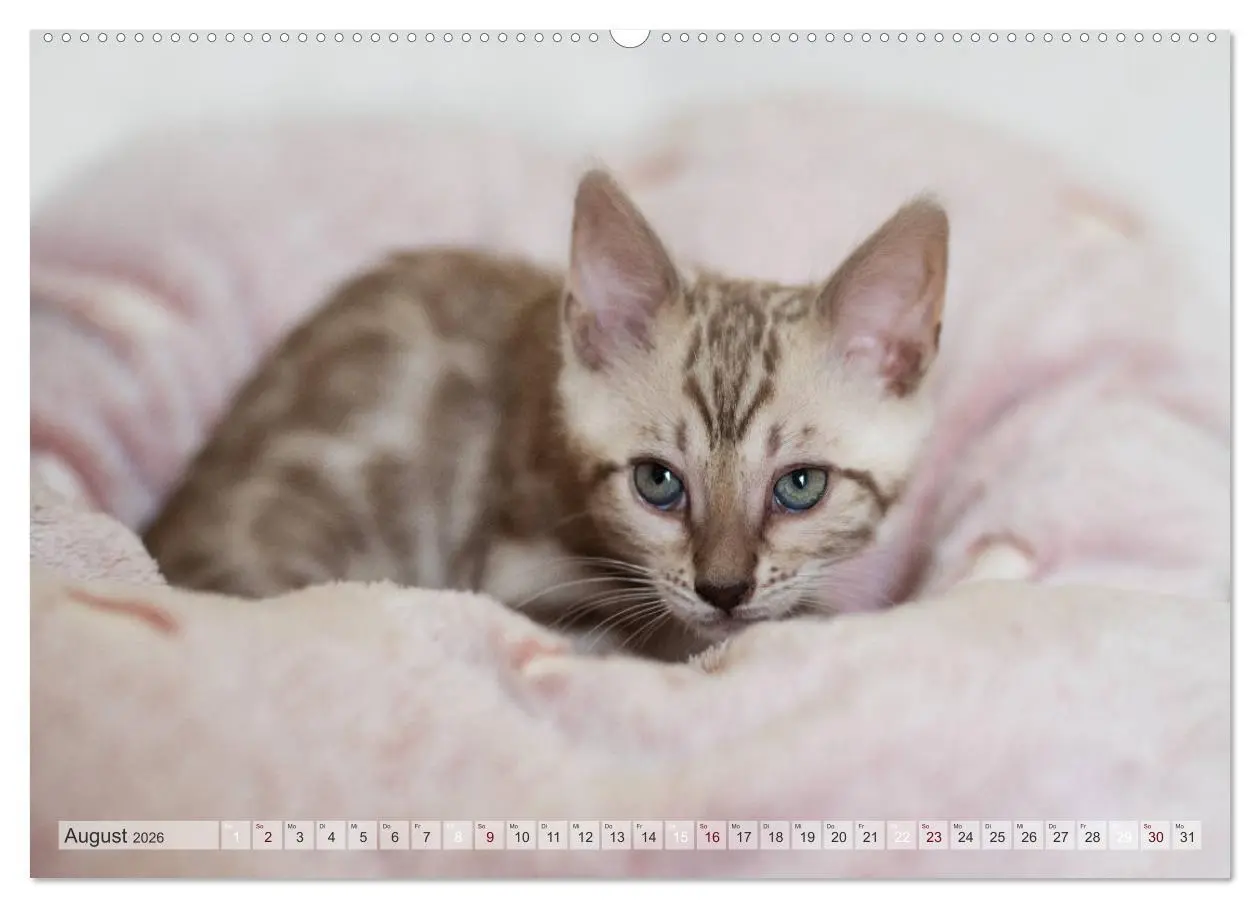 Bild: 9783457675564 | Wildes Wohnzimmer - Die Bengalkatze (hochwertiger Premium...