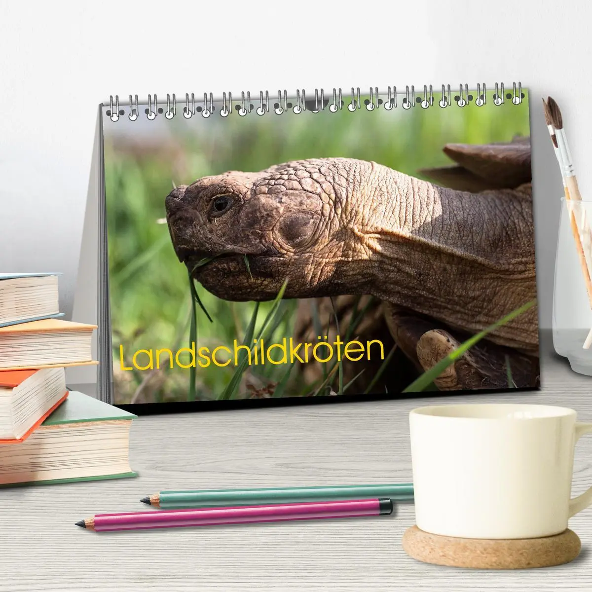 Bild: 9783457745564 | Landschildkröten (Tischkalender 2026 DIN A5 quer), CALVENDO...