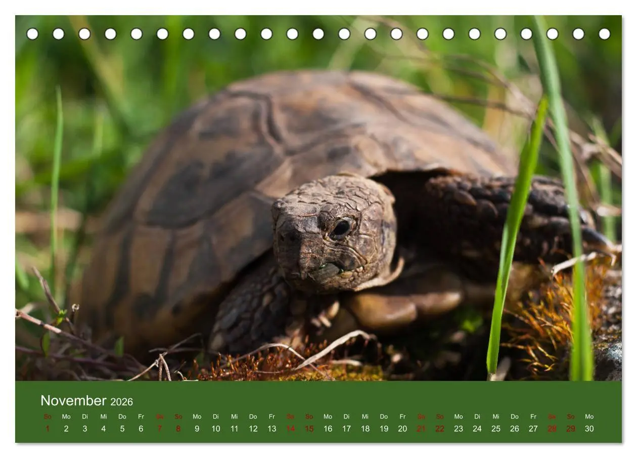 Bild: 9783457745564 | Landschildkröten (Tischkalender 2026 DIN A5 quer), CALVENDO...