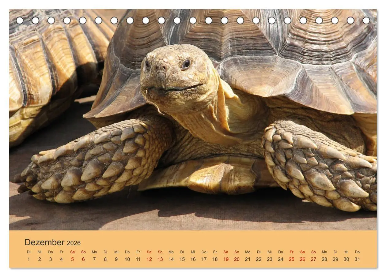 Bild: 9783457745564 | Landschildkröten (Tischkalender 2026 DIN A5 quer), CALVENDO...