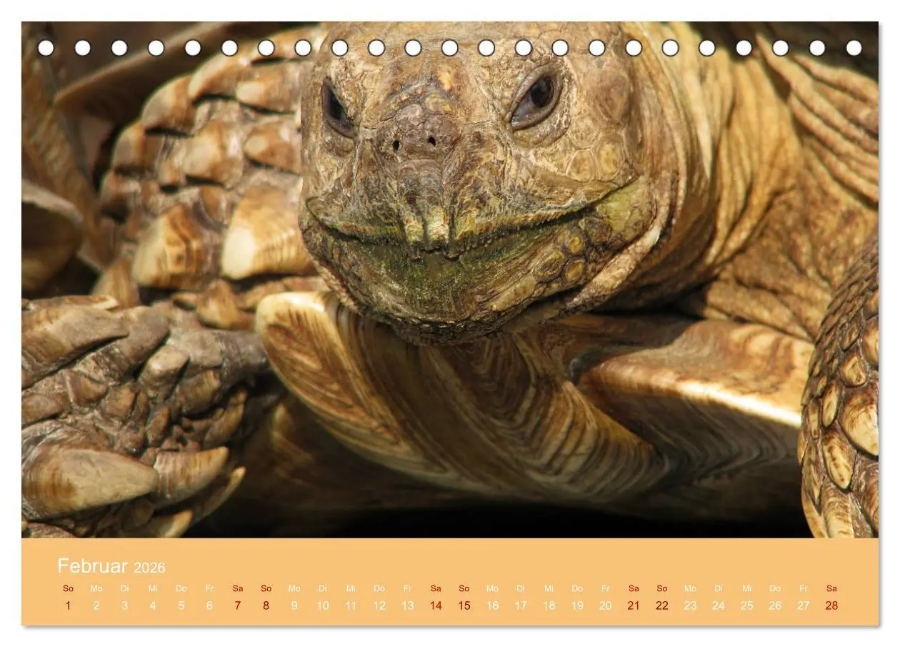 Bild: 9783457745564 | Landschildkröten (Tischkalender 2026 DIN A5 quer), CALVENDO...
