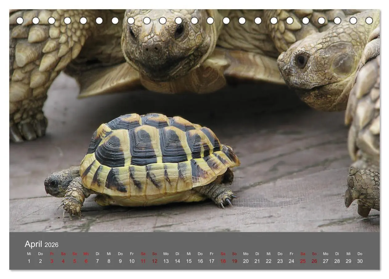 Bild: 9783457745564 | Landschildkröten (Tischkalender 2026 DIN A5 quer), CALVENDO...