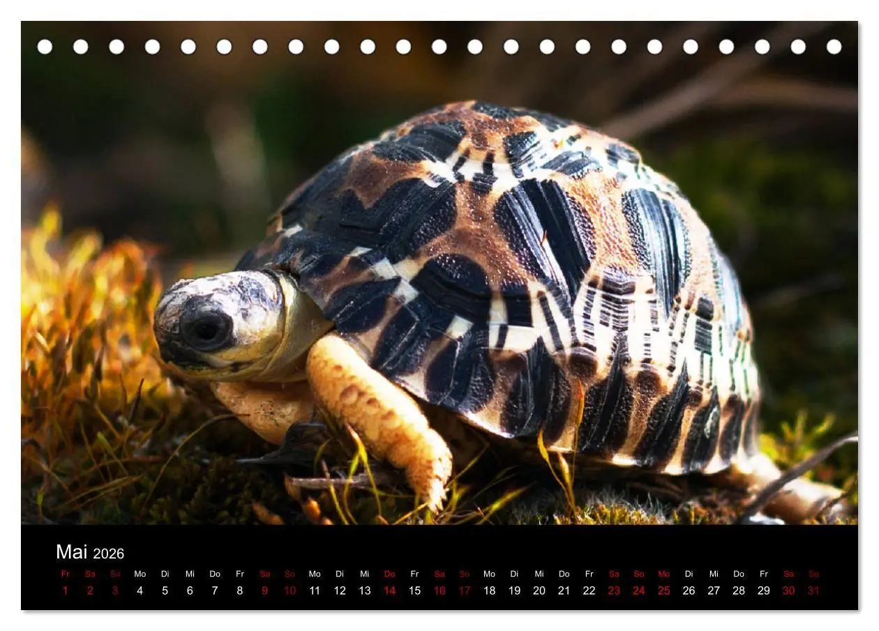 Bild: 9783457745564 | Landschildkröten (Tischkalender 2026 DIN A5 quer), CALVENDO...