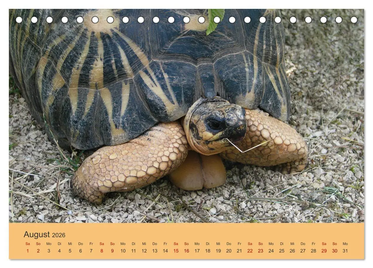 Bild: 9783457745564 | Landschildkröten (Tischkalender 2026 DIN A5 quer), CALVENDO...