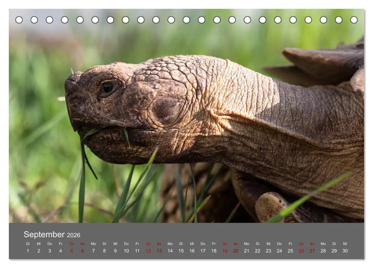 Bild: 9783457745564 | Landschildkröten (Tischkalender 2026 DIN A5 quer), CALVENDO...