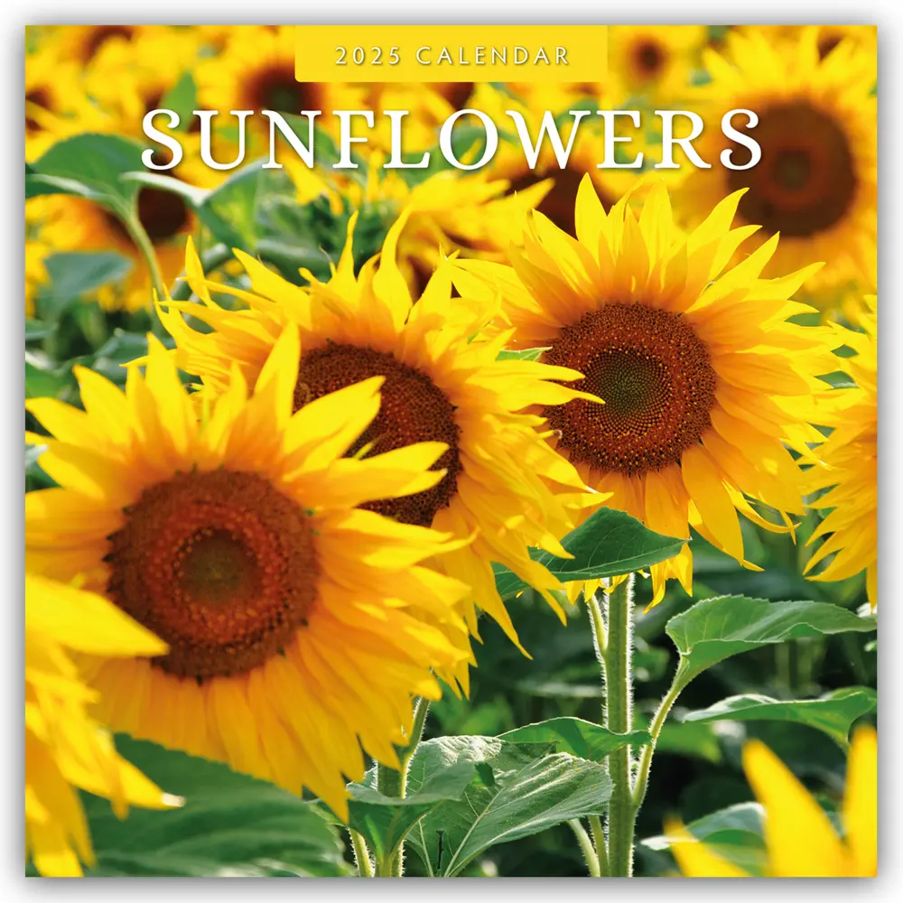 Cover: 9781804425664 | Sunflowers - Sonnenblumen 2025 - 16-Monatskalender | Ltd | Kalender