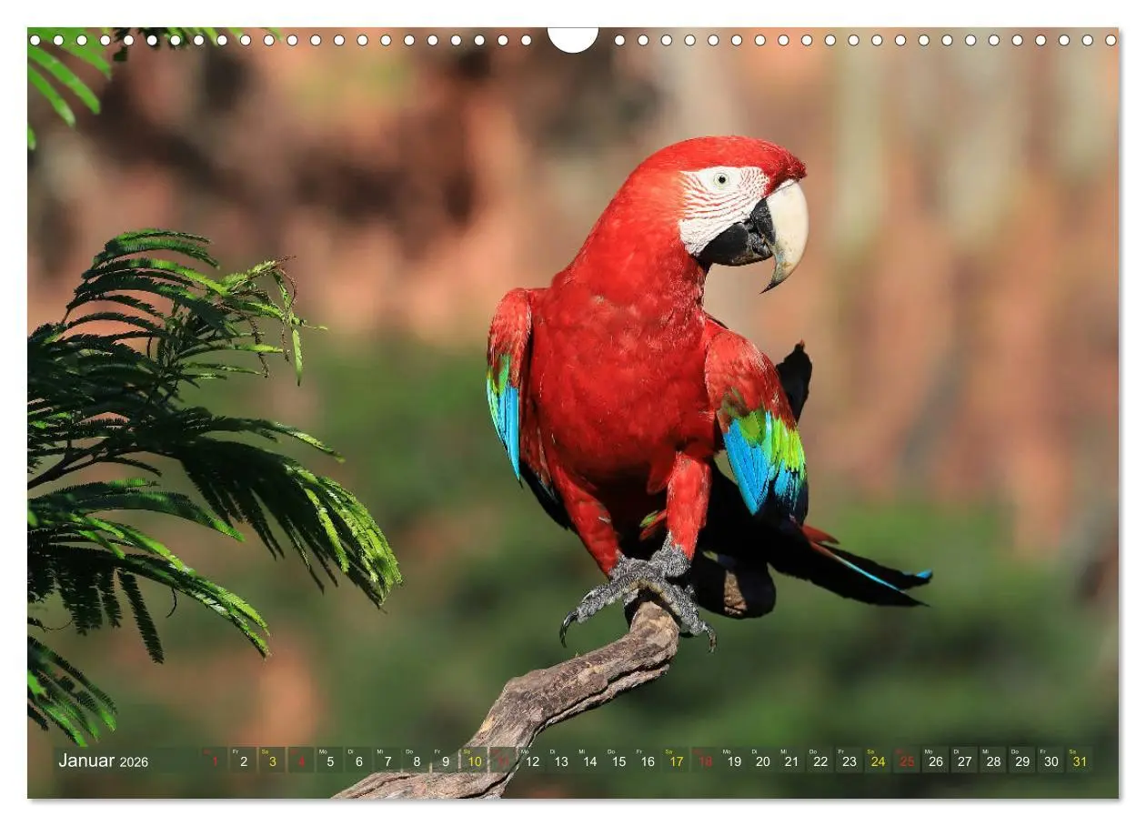 Bild: 9783457805664 | Aras im Pantanal (Wandkalender 2026 DIN A3 quer), CALVENDO...