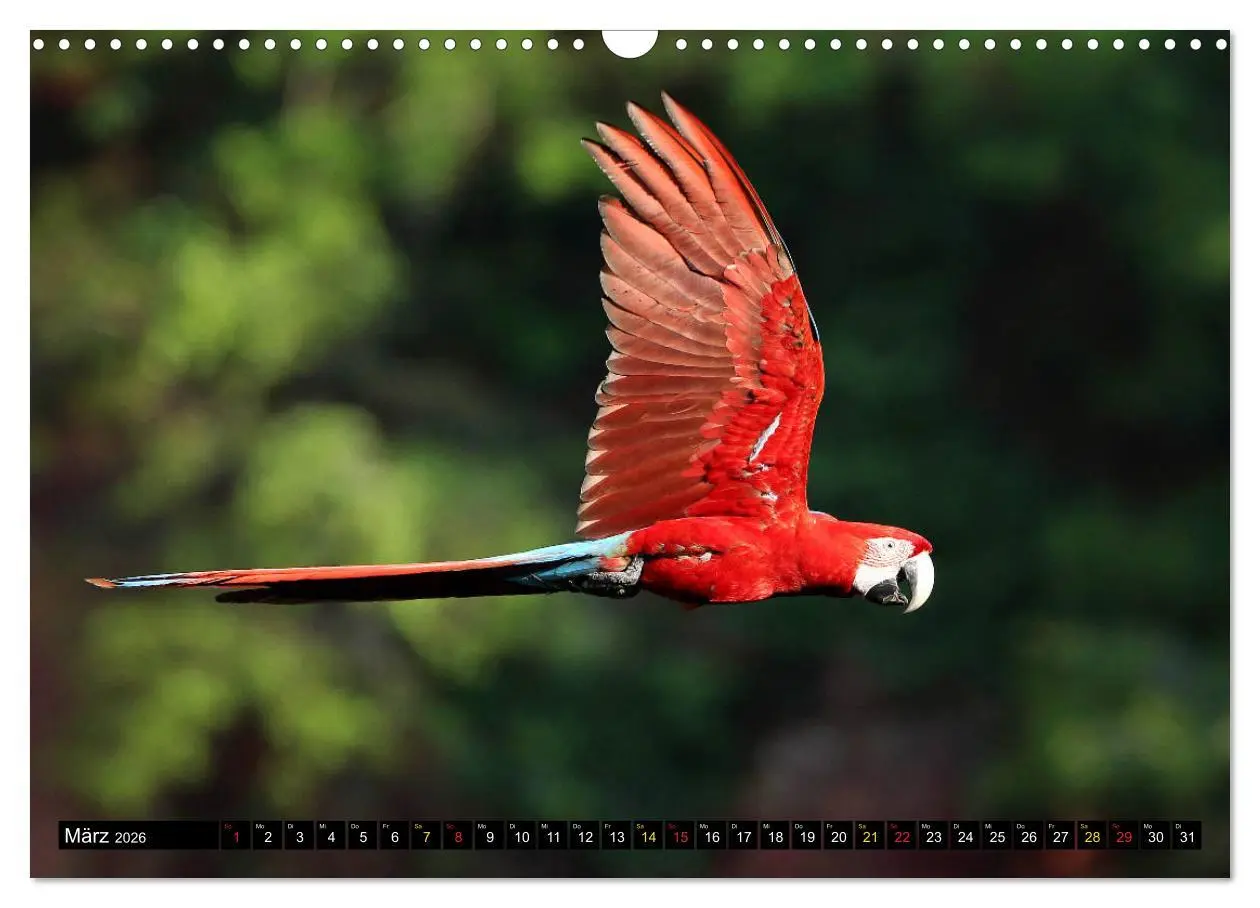 Bild: 9783457805664 | Aras im Pantanal (Wandkalender 2026 DIN A3 quer), CALVENDO...