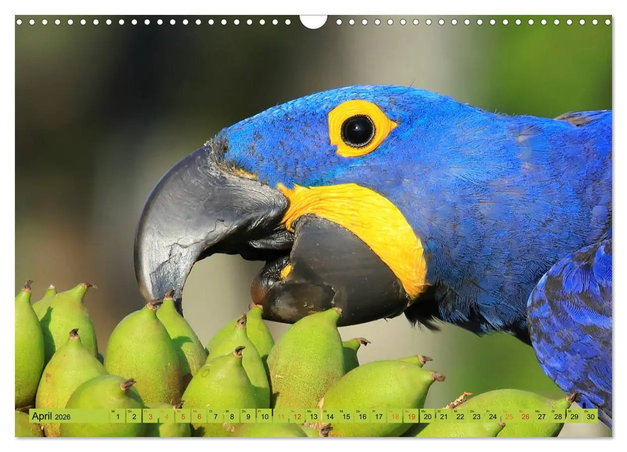 Bild: 9783457805664 | Aras im Pantanal (Wandkalender 2026 DIN A3 quer), CALVENDO...