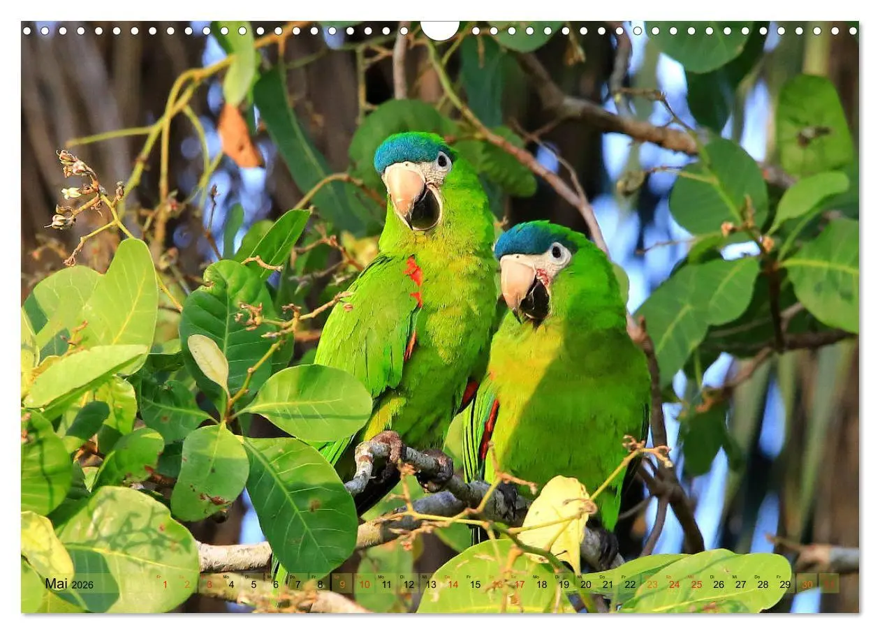 Bild: 9783457805664 | Aras im Pantanal (Wandkalender 2026 DIN A3 quer), CALVENDO...