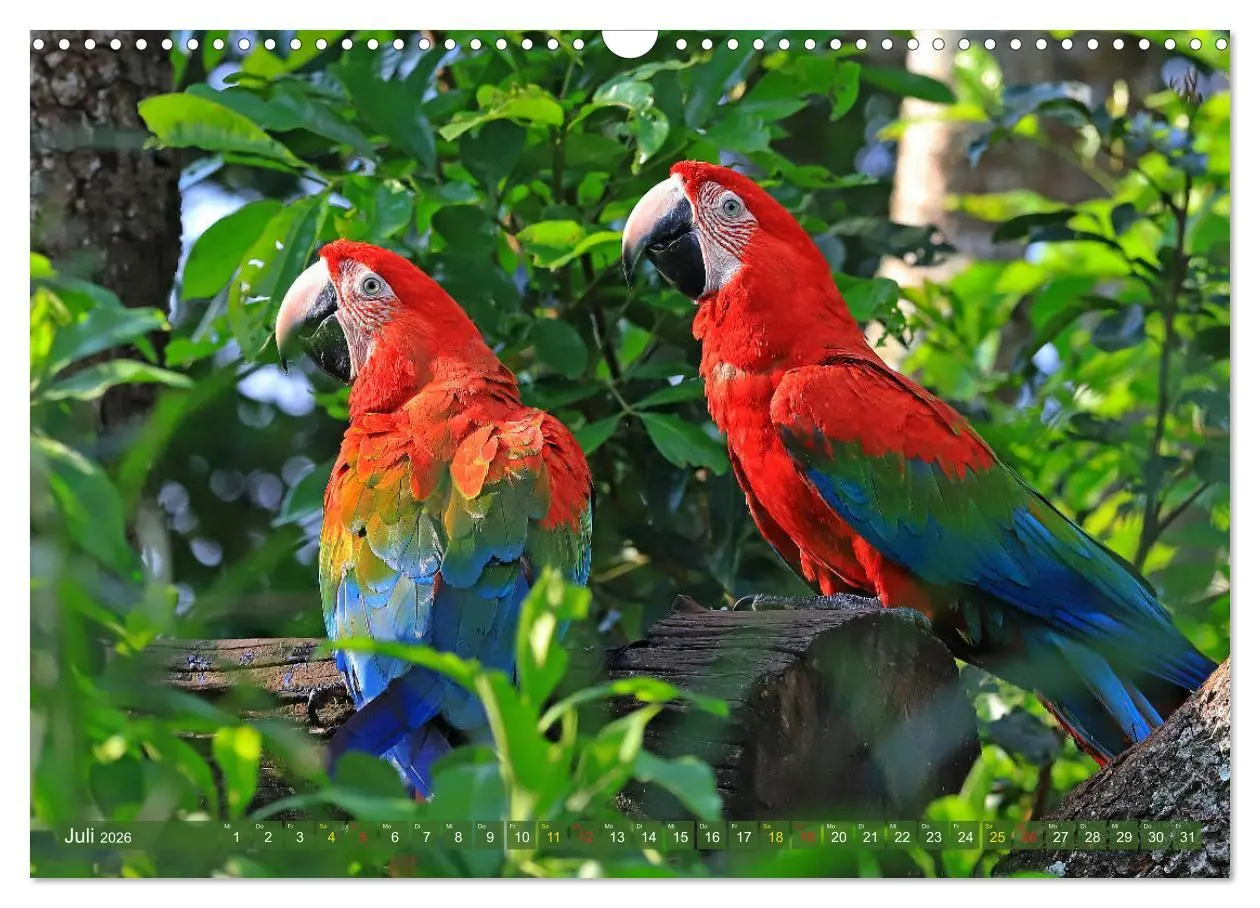 Bild: 9783457805664 | Aras im Pantanal (Wandkalender 2026 DIN A3 quer), CALVENDO...