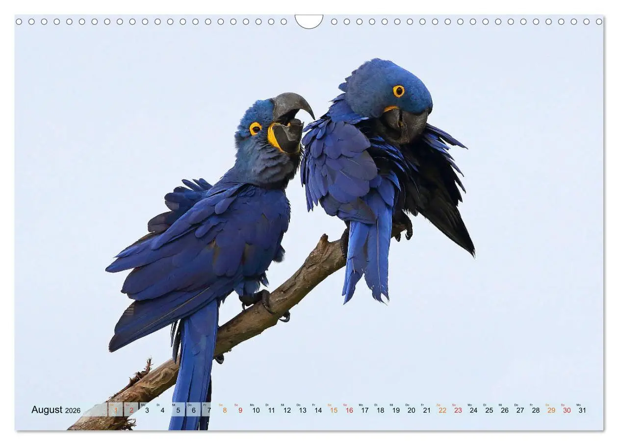 Bild: 9783457805664 | Aras im Pantanal (Wandkalender 2026 DIN A3 quer), CALVENDO...