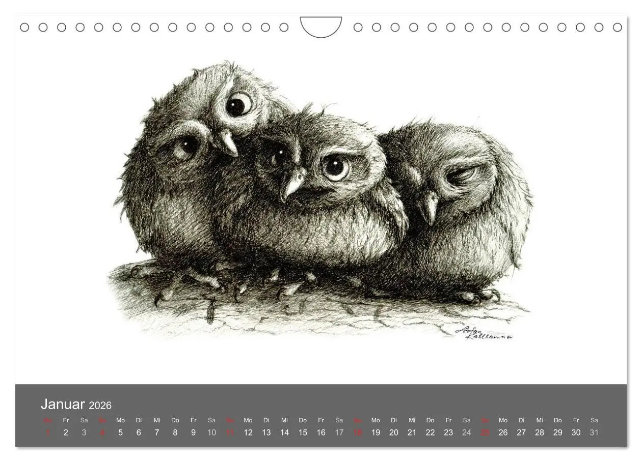 Bild: 9783516205664 | owls &amp; friends 2026 (Wandkalender 2026 DIN A4 quer), CALVENDO...