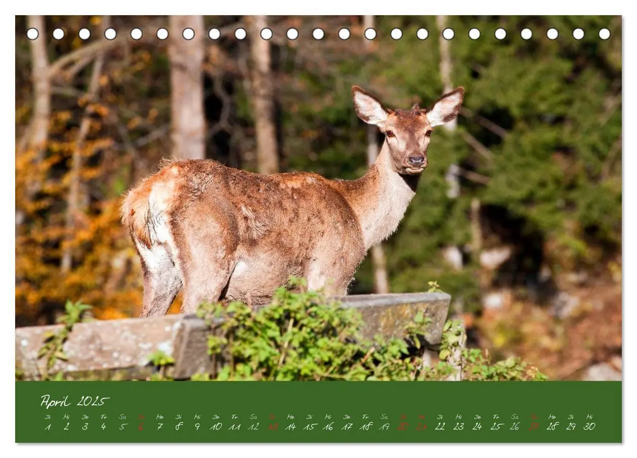Bild: 9783435565764 | Waidmannsheil und Waidmannsdank (Tischkalender 2025 DIN A5 quer),...