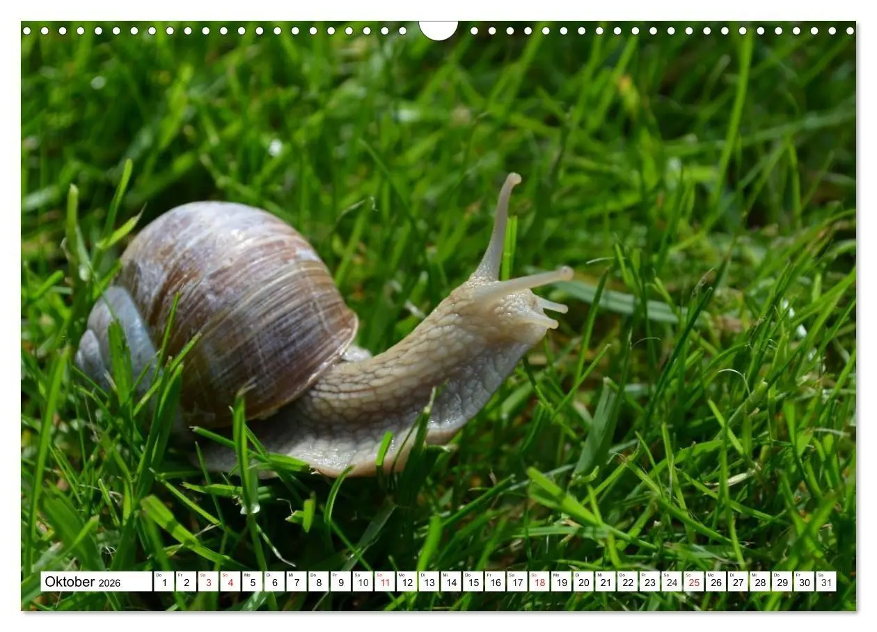 Bild: 9783516055764 | Schnecken. Witzige Schleimer (Wandkalender 2026 DIN A3 quer),...