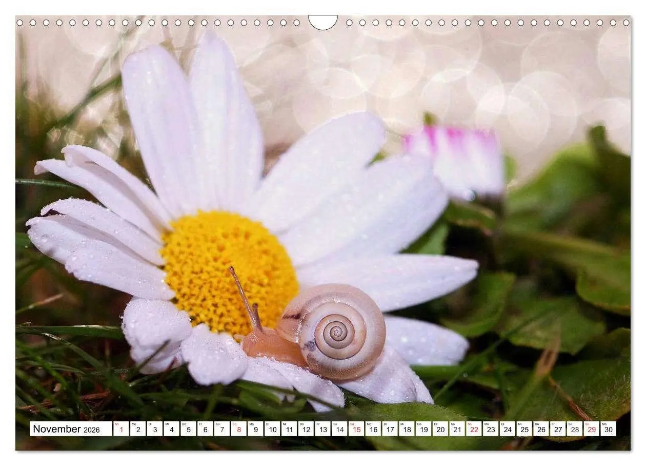 Bild: 9783516055764 | Schnecken. Witzige Schleimer (Wandkalender 2026 DIN A3 quer),...