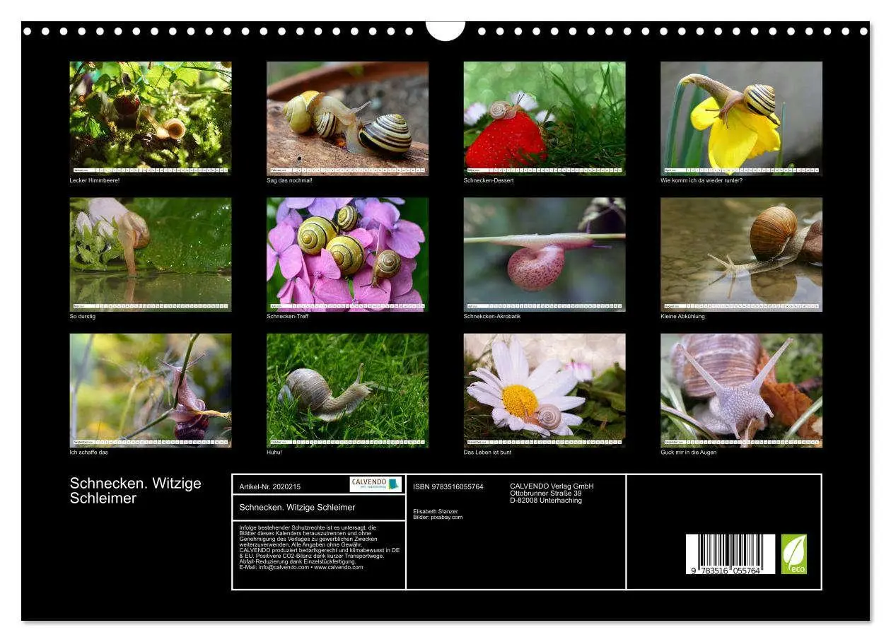 Bild: 9783516055764 | Schnecken. Witzige Schleimer (Wandkalender 2026 DIN A3 quer),...