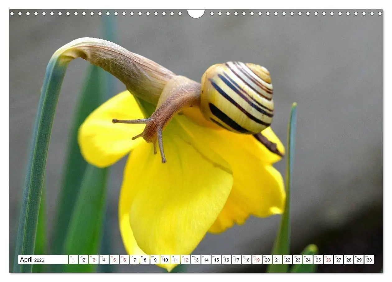 Bild: 9783516055764 | Schnecken. Witzige Schleimer (Wandkalender 2026 DIN A3 quer),...