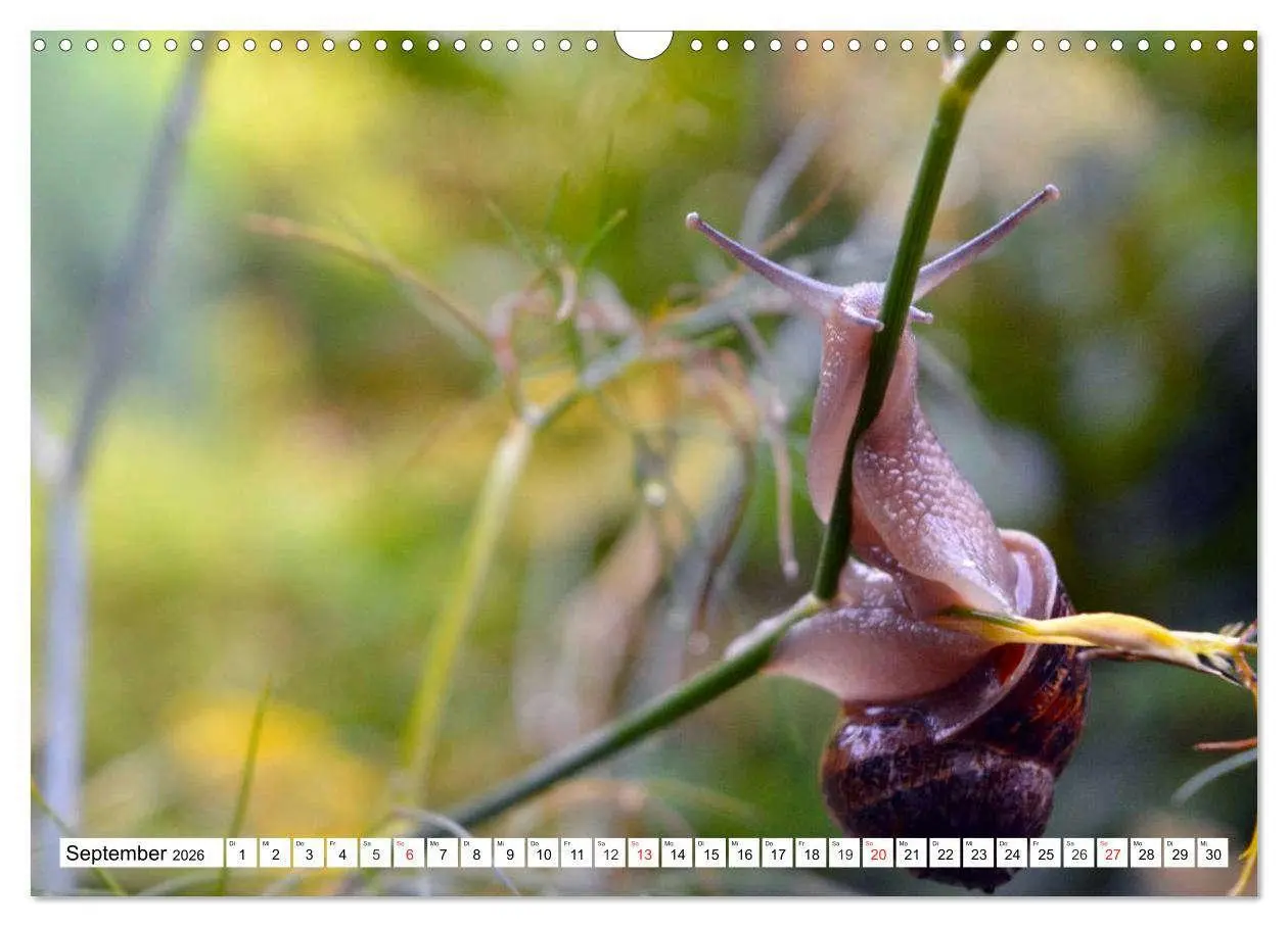 Bild: 9783516055764 | Schnecken. Witzige Schleimer (Wandkalender 2026 DIN A3 quer),...