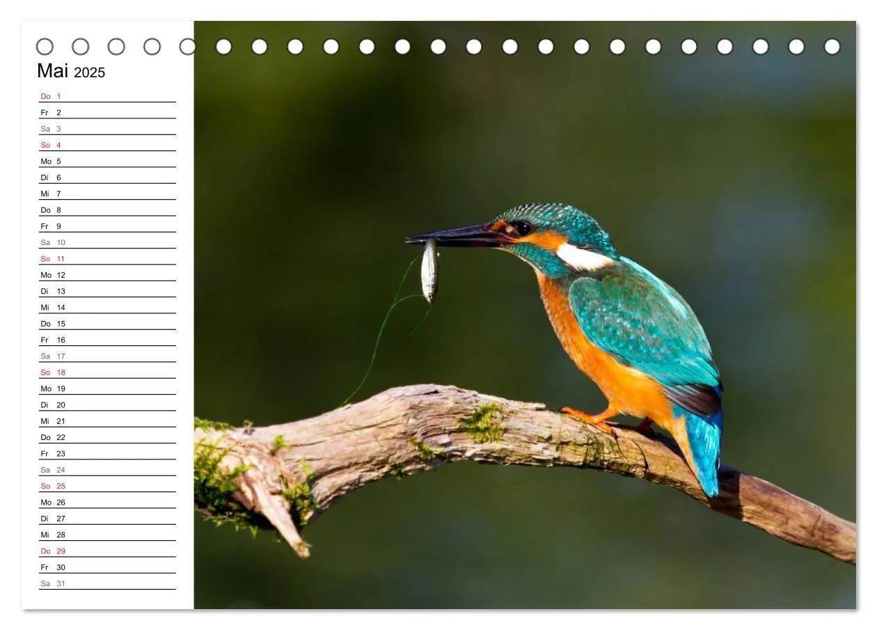 Bild: 9783435795864 | Eisvögel (Tischkalender 2025 DIN A5 quer), CALVENDO Monatskalender